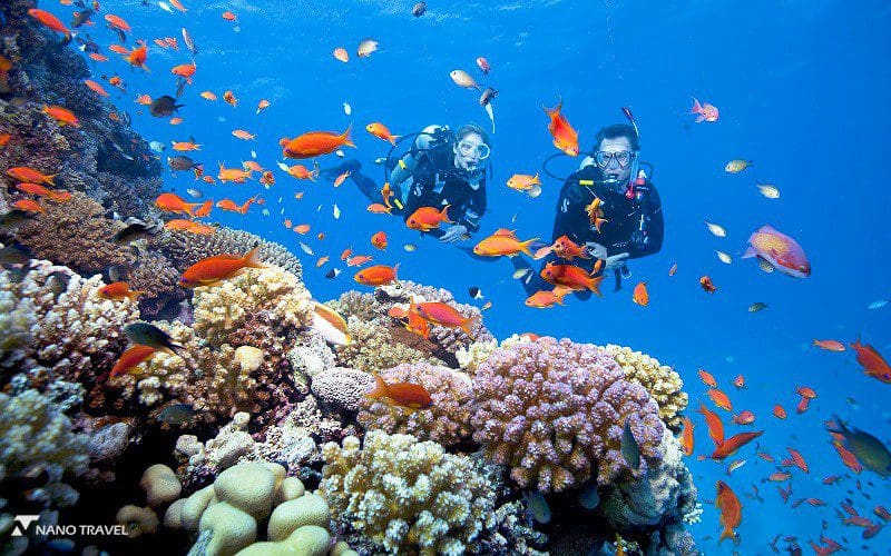 Trải nghiệm lặn ngắm san hô đa dạng